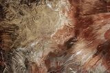 Polished Petrified Wood (Oak) Slab - Swartz Canyon, Oregon #378189-1
